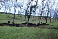 Figure 2. Excavations at Newton Plantation Cemetery, early 1970s.