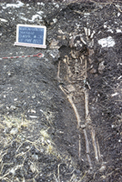 Figure 4. Burial, Newton Cemetery. Among the artifacts found with this burial are the copper bracelets, visible on both arms. Neither the skeletal remains in Figures 3 and 4 nor their accompanying artifacts visually or analytically demonstrate slave status.