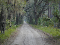 Georgia canopy road image
