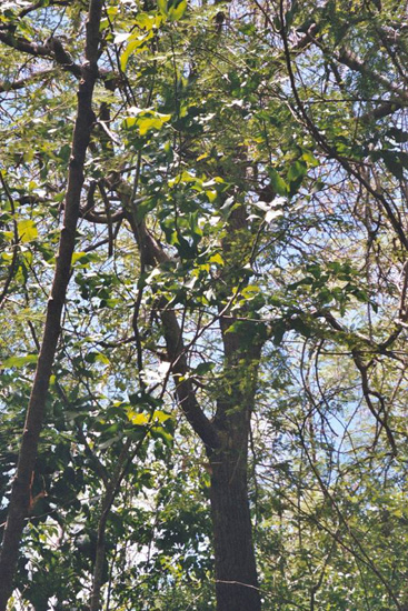 Blouet article image