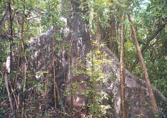 Blouet article image