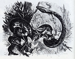 a python figure
